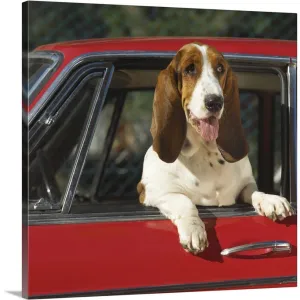 "Basset hound leaning out the window of a car" Canvas Wall Art